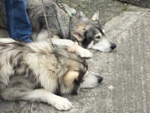 Direwolves